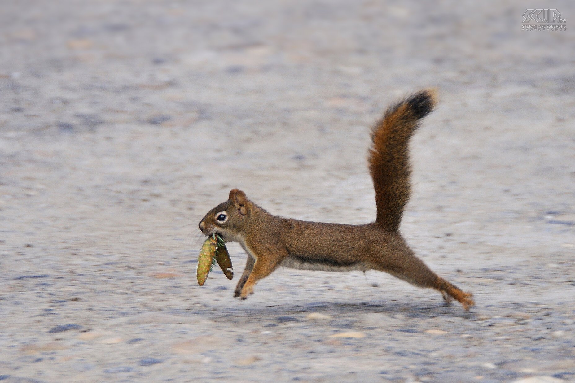 Mount Robson PP - Red squirrel A red squirrel that is collecting food. Stefan Cruysberghs